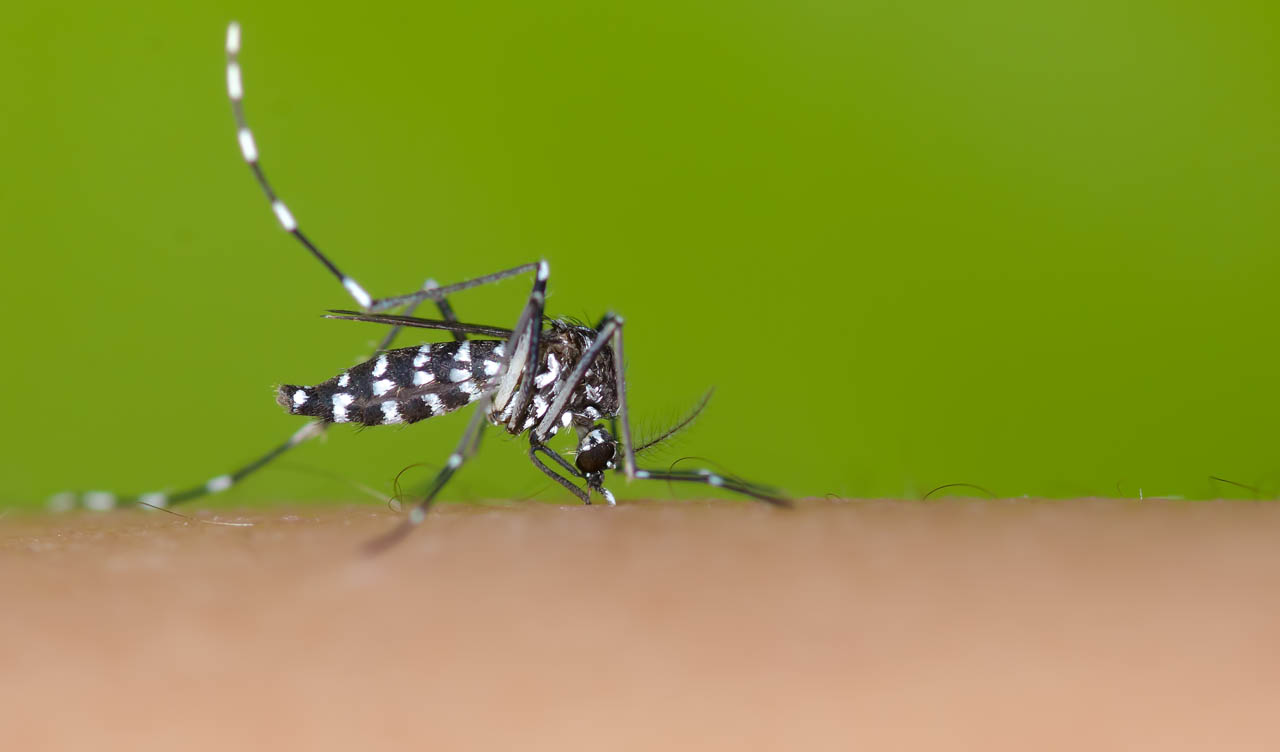 aedes shutterstock